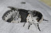 Furcula bicuspis