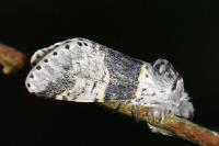 Furcula bifida