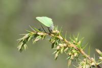 Callophrys rubi