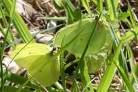 Gonepteryx rhamni