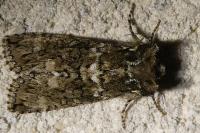 Polyploca ridens