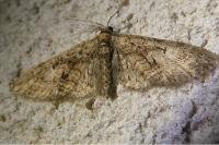 Eupithecia abbreviata