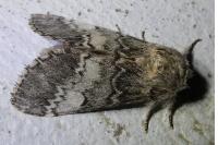 Drymonia ruficornis