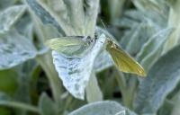 Pieris rapae