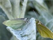 Pieris rapae