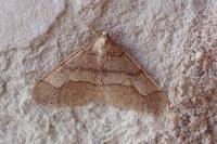 Phigaliohybernia marginaria