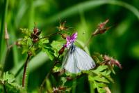 Pieris napi