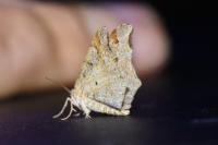 Macaria notata