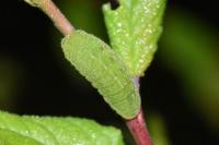 Satyrium pruni