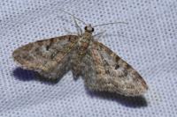 Eupithecia tantillaria