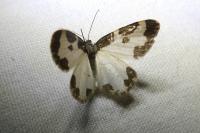 Lomaspilis marginata