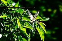 Iphiclides podalirius
