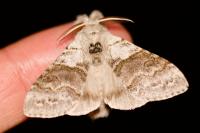 Calliteara pudibunda