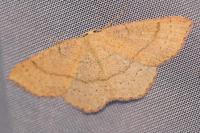 Cyclophora linearia