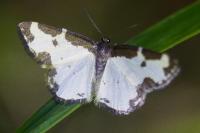 Lomaspilis marginata