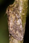 Peridea anceps