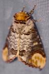 Phalera bucephala