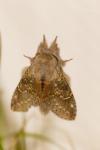 Stauropus fagi