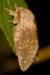 Stauropus fagi