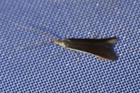 Coleophora