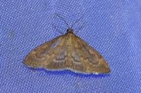 Anania fuscalis