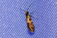 Micropterix tunbergella