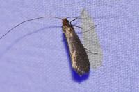 Nematopogon adansoniella