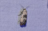 Cochylis posterana