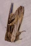 Harpyia milhauseri