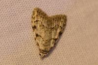 Nola confusalis