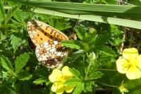 Boloria selene
