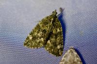 Chloroclysta siterata