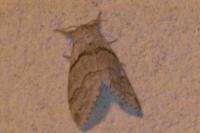 Calliteara pudibunda