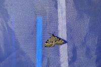 Colostygia pectinataria
