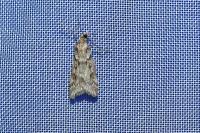 Eudonia angustea