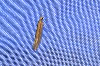 Plutella xylostella