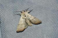 Charanyca trigrammica
