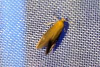 Crassa tinctella