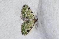 Colostygia pectinataria