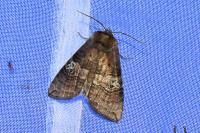 Tethea ocularis