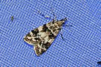 Eudonia delunella