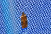 Agonopterix purpurea