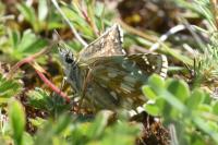 Pyrgus serratulae