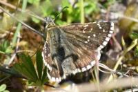 Pyrgus serratulae