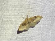 Idaea degeneraria