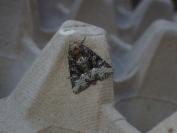 Oligia