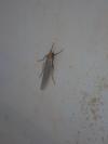 Eilema caniola