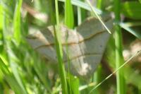 Scotopteryx luridata/mucronata