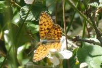 Boloria selene