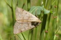 Minucia lunaris
